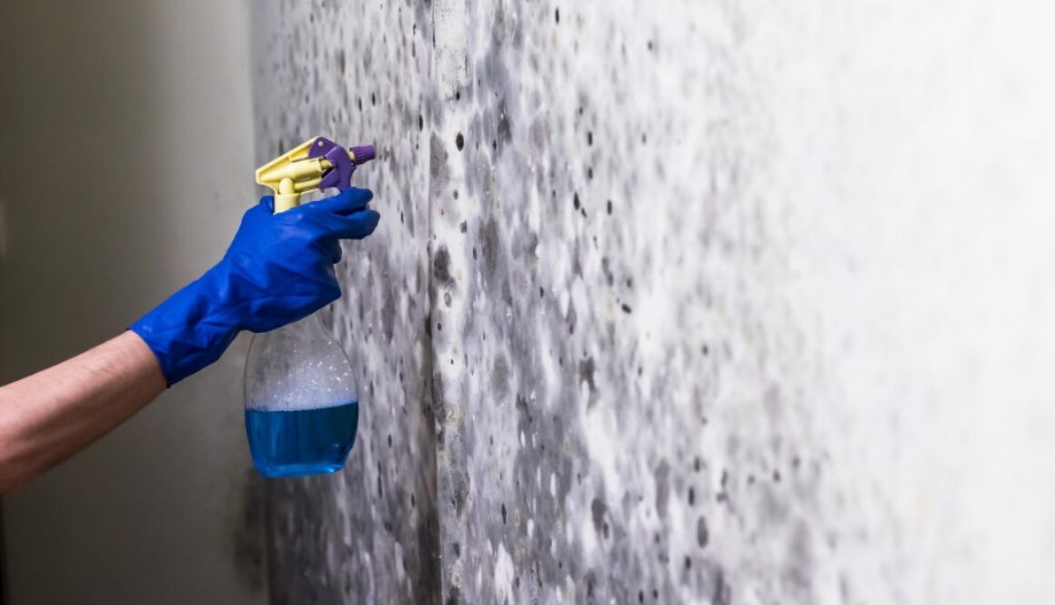 Mould Cleaning and Removal Services