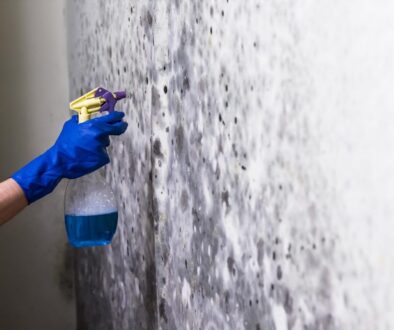 Mould Cleaning and Removal Services