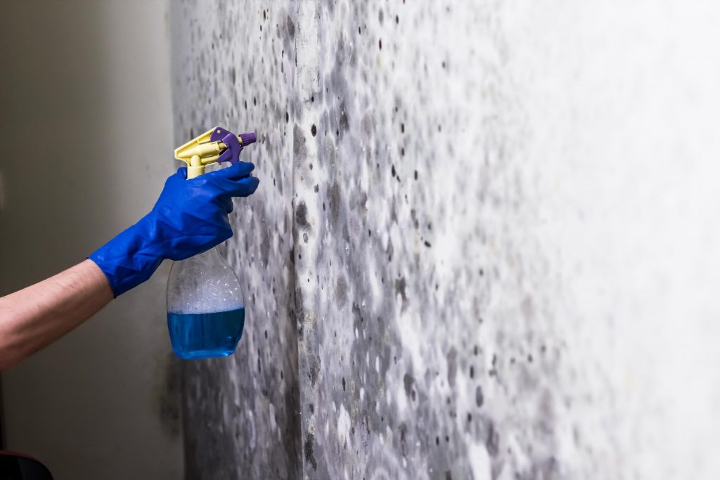 Who Provides Mould Cleaning and Removal Services in London?