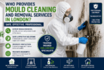 Who Provides Mould Cleaning and Removal Services in London